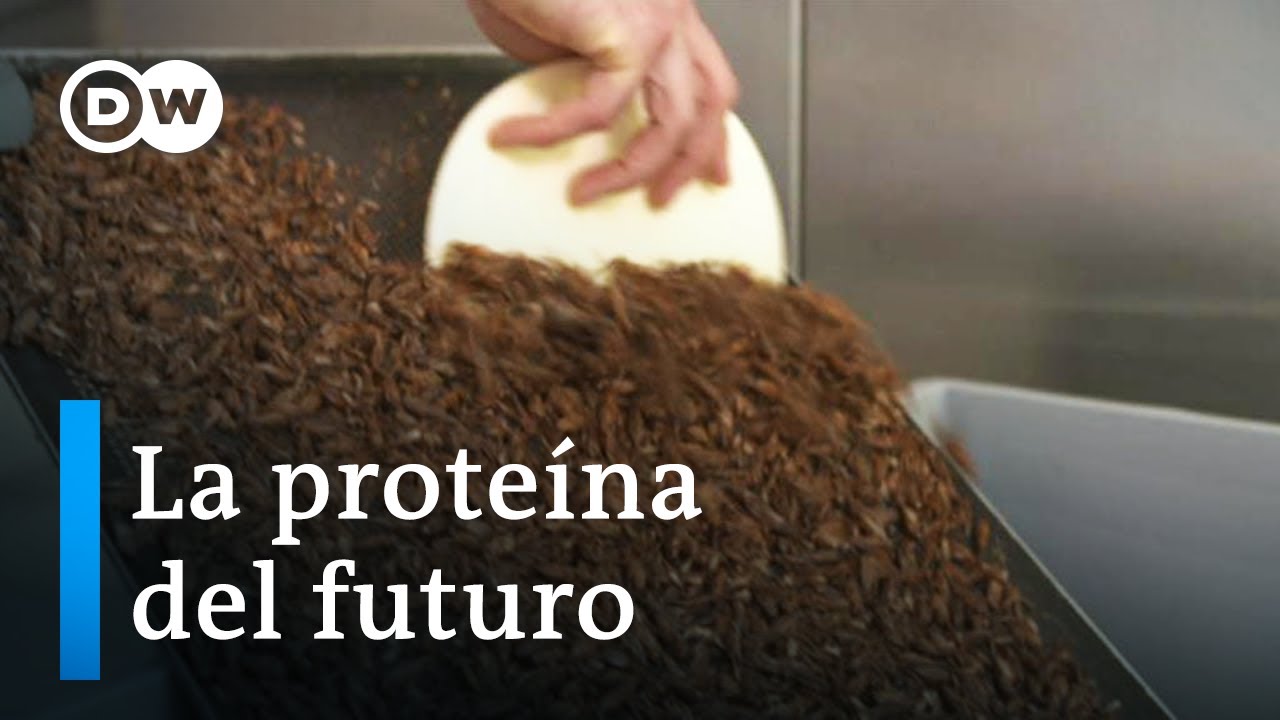 Watch Los gusanos de harina ya son alimento oficial en Europa Now Los gusanos de harina ya son alimento oficial en Europa