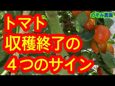 トマトの隣に植えてはいけない野菜は何ですか?これらは、絶対に避けるべき最悪の関連付け 6 つです。  庭園
