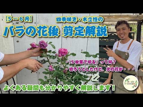 , title : '【わかりやすい】四季咲き性・木立性のバラの花後の剪定'