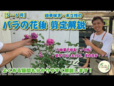 バラの世話をする際の5つの大きな間違い 植物