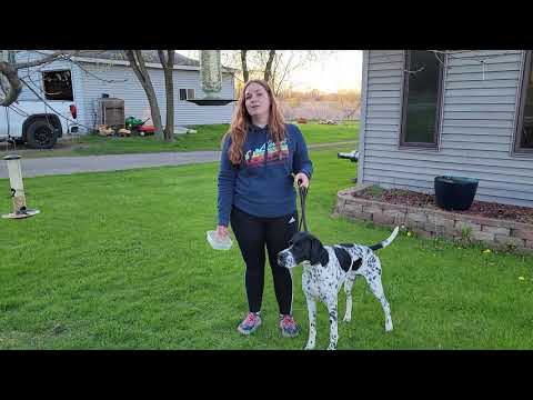 Voided midstream urine sample collection