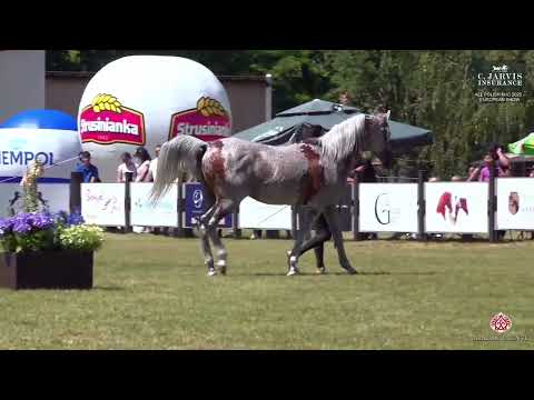 N 62 PIERNAT   All Polish AHC 2025   European Show   Stallions 4+ Years Old Class 7