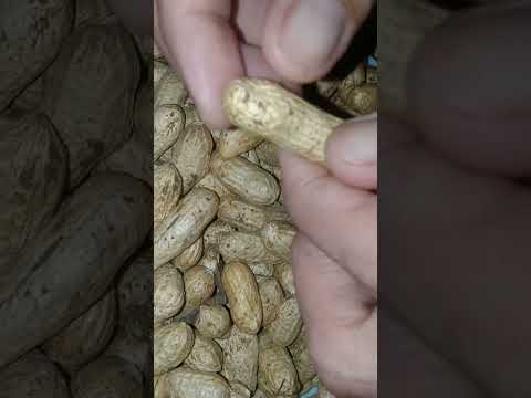 FRESH PEANUTS | John Clark Felisilda | Please Like And Subscribe | #shorts #trending #viral