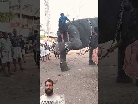 Incredible Elephant 🐘 #shorts #ytshorts #youtubeshorts #viralvideo #trending #youtube #viral