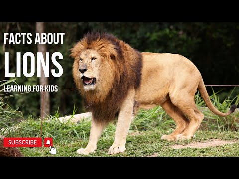 LION Information for Kids - Facts About Lions for Children | Learning for Kids