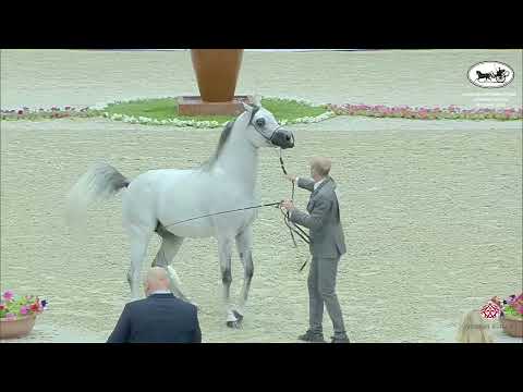 N 222 FAKHR ALBATEEN   Sharjah International Arabian Horse Festival 2022   Stallions 4 6 Years Old S