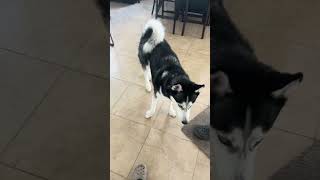 #husky wants attention #dogtalk #talkinghusky #siberianhusky #dog #talkingdog
