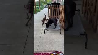 Video preview image #1 American Pit Bull Terrier-Unknown Mix Puppy For Sale in Germantown, OH, USA