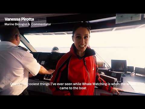 Thumbnail for Whale Watching with Captain Cook Cruises