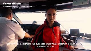 Whale Watching with Captain Cook Cruises