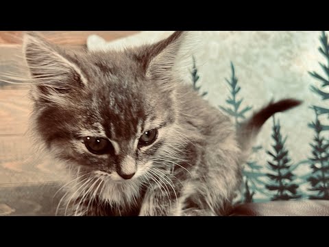 In Loving Memory of Binx Batcher 🫶🏼💗✨👼🐱✨💗🫶🏼