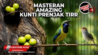 Download lagu 🔴 Live Masteran Murai Sniper Cucak Cungkok Super Gacor Materi Kunti Mewah vs Prenjak Tir Panjang mp3 Download lagu 🔴 Live Masteran Murai Sniper Cucak Cungkok Super Gacor Materi Kunti Mewah vs Prenjak Tir Panjang mp3