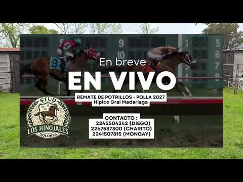 REMATE DE POTRILLOS - POLLA 2027 . GRAL MADARIAGA, prov. BUENOS AIRES.  STUD HINOJALES DOLORES