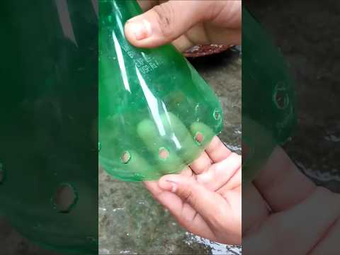 How to make time flowers plant bonsai #subscribe