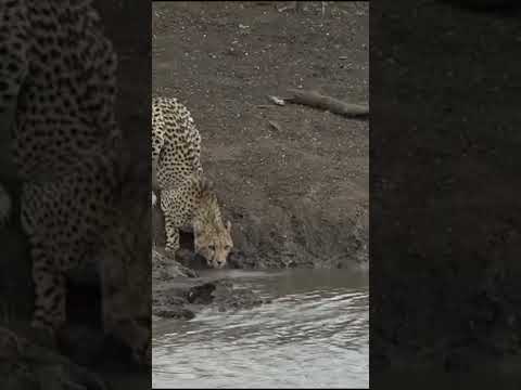 Alligator 🐊 vs  Leopard 🐆#wildlife #crocodile #wildanimals