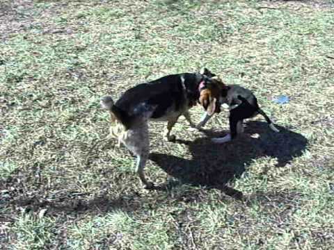 Zaida and Wiley playing