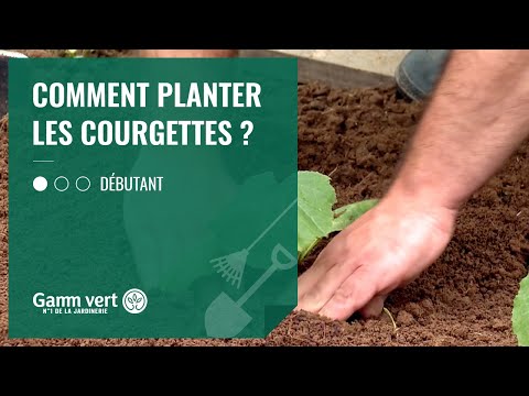 , title : '[TUTO] Comment planter les courgettes ? – Jardinerie Gamm vert'