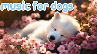 Dog Music: Soothe Your Dogs Anxiety | Videos with Music to Help Dogs Relax and Sleep!