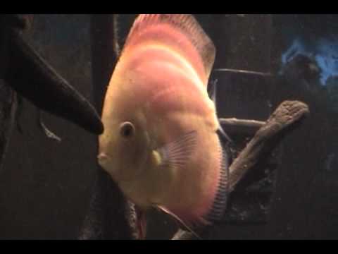 Discus fish in community aquarium