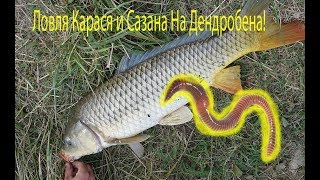 Червь для рыбалки дендробена что это такое