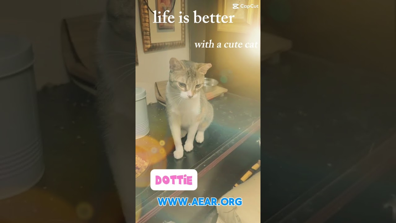 Enlarge Dottie, a Adoptable mixed breed in Libertyville, IL video 6/6