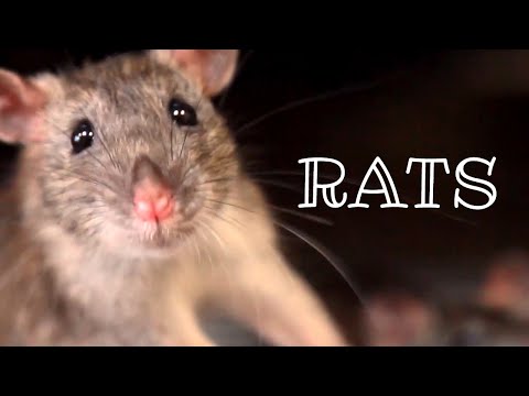 ネズミ 🐀 都市部の野生生物 |動物科学