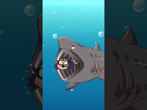 Nên làm gì nếu gặp cá Mập giữa Đại dương