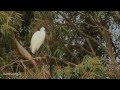 Little Egret Egretta Garzetta לבנית קטנה