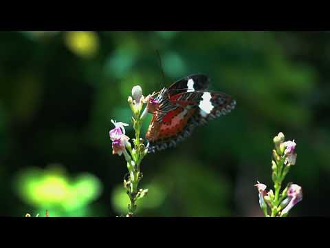 REFLECTIONS: the return of light - trailer 4 - BALI, Indonesia. (Please use headphones)