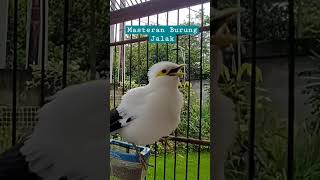 Download lagu Masteran Jalak Putih Isian Banyak Part 5 mp3