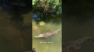 Download lagu Langka!!!Arapaima bertemu buaya #arapaima #buaya #hewan #predator mp3