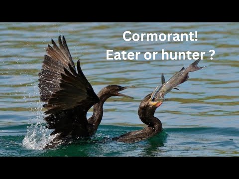 Can cormorant eat too many fish?#viral #trending #youtubevideo  #cmuchmore