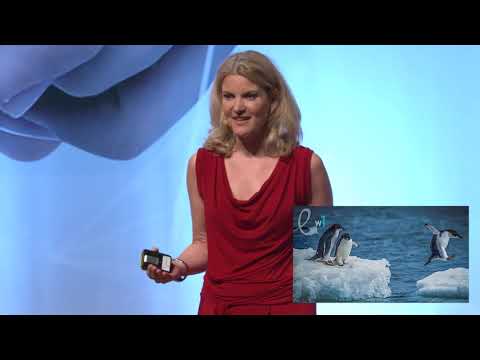 Was haben Veränderungen mit Pinguinen zu tun?