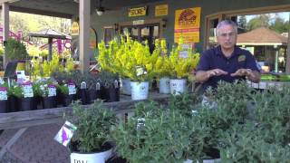 Butterfly Gardens - Butterfly Bush