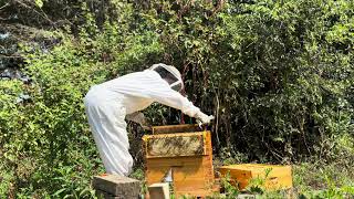 Episode 121 - Gathering Honey for the Fair & Early Autumn Beehive Inspection - September 2025