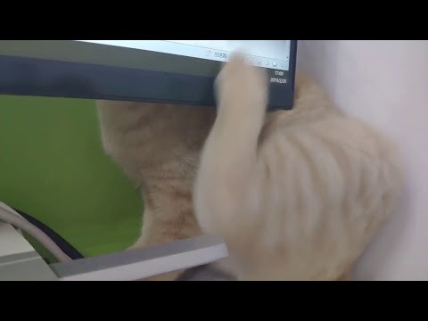 Computer Screen Blocks Cat Scratch || ViralHog