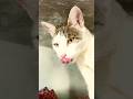 Kitten Meowing To Attract Cats
