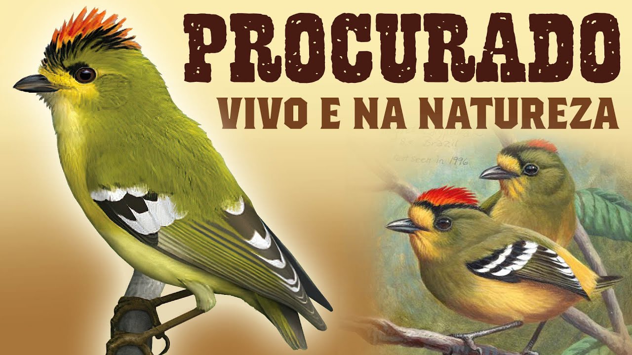 Tietê-de-coroa AINDA EXISTE?