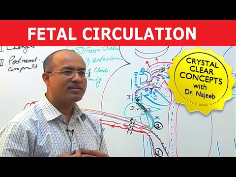 Fetal Circulation | Embryology | Dr Najeeb