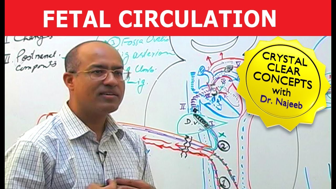 Fetal Circulation | Embryology | Dr Najeeb