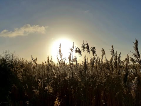 'The Unknown Meadow' by John Garner & Oene van Geel
