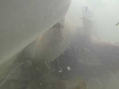 Grumpy Sharks Don't Like My Camera