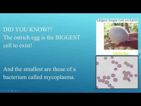 BIO - CELL - amazing machines inside living things