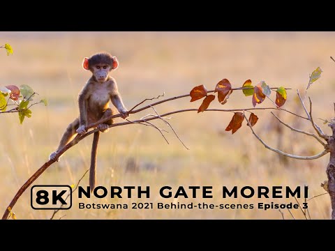 North Gate Moremi | Botswana 2021 Ep 3 | Behind-the-scenes filming African wildlife in 8K