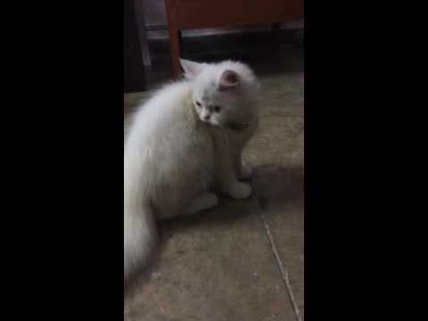 Kitten reaction to collar with bell