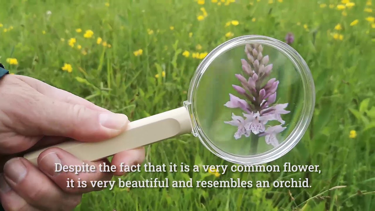 Vijugamo med cvetlicami // Meandering between the flowers (botanical tour with ENG captions)