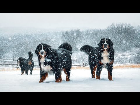 SPRING SNOW DAY!!! Life with 14 Bernese Mountain Dogs! Ep. 6 || vlog016