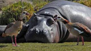 Hot Chip - We're Looking For A Lot Of Love (With Robert Wyatt, Remixed By Geese)