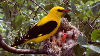 Download lagu Birds of Russia mp3