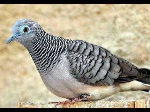 download lagu mp3 mp4 Mp3 Perkutut Jawa, download lagu Mp3 Perkutut Jawa gratis, unduh video klip Mp3 Perkutut Jawa